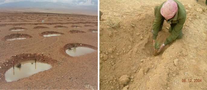 Месяцы 3-6: водосборные элементы связывают микрорельеф, почву и растения.