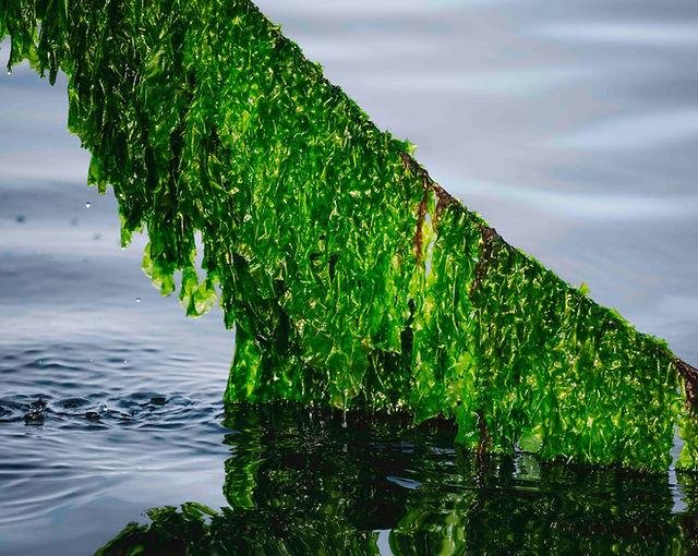 Ulva как быстрорастущая водоросль для культивации