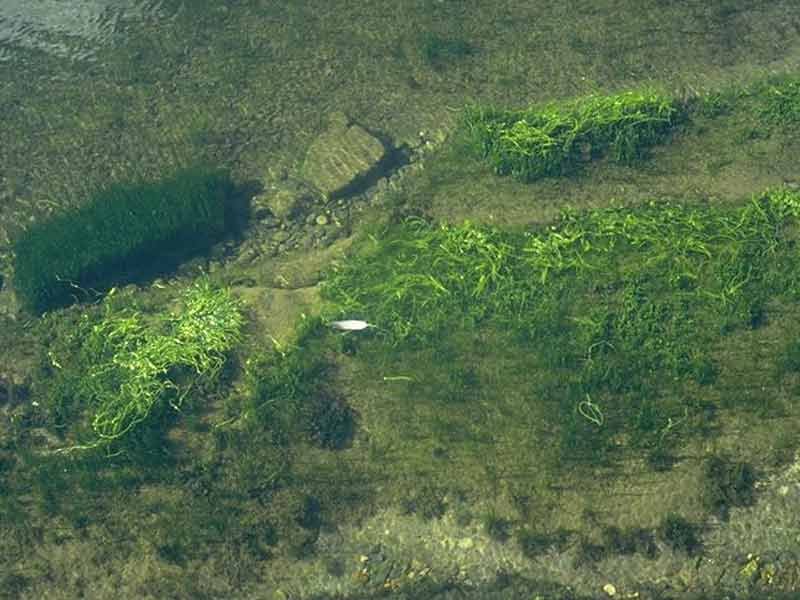 Ulva подходит для простого сбора и сушки.
