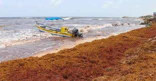 Sargassum добавляет минералы и калий.
