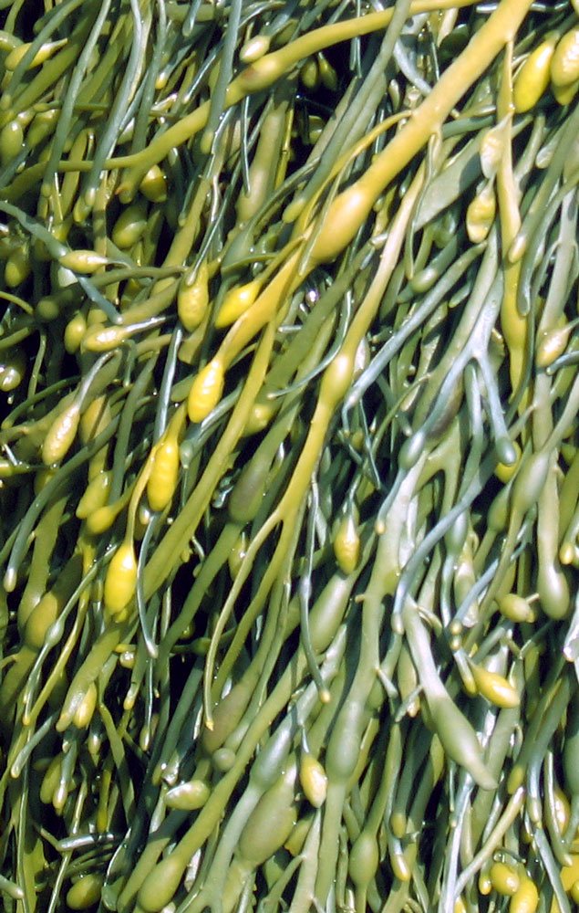 Fucus и Ascophyllum работают как минеральные и биостимулирующие добавки.