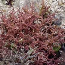 Hypnea может использоваться как дополнительная красная водоросль для компоста.