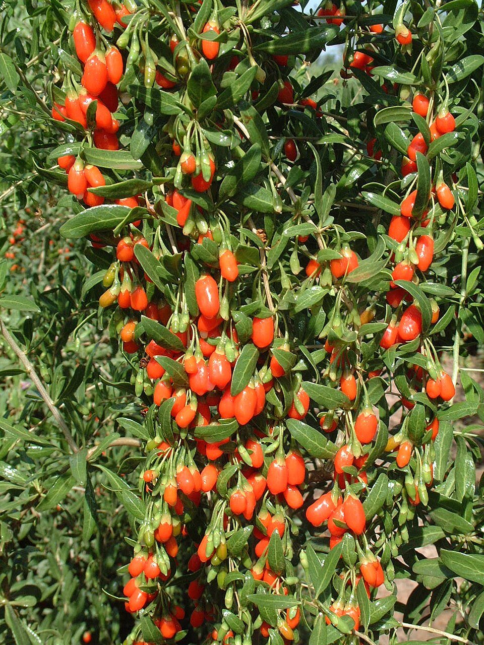 Lycium barbarum с плодами