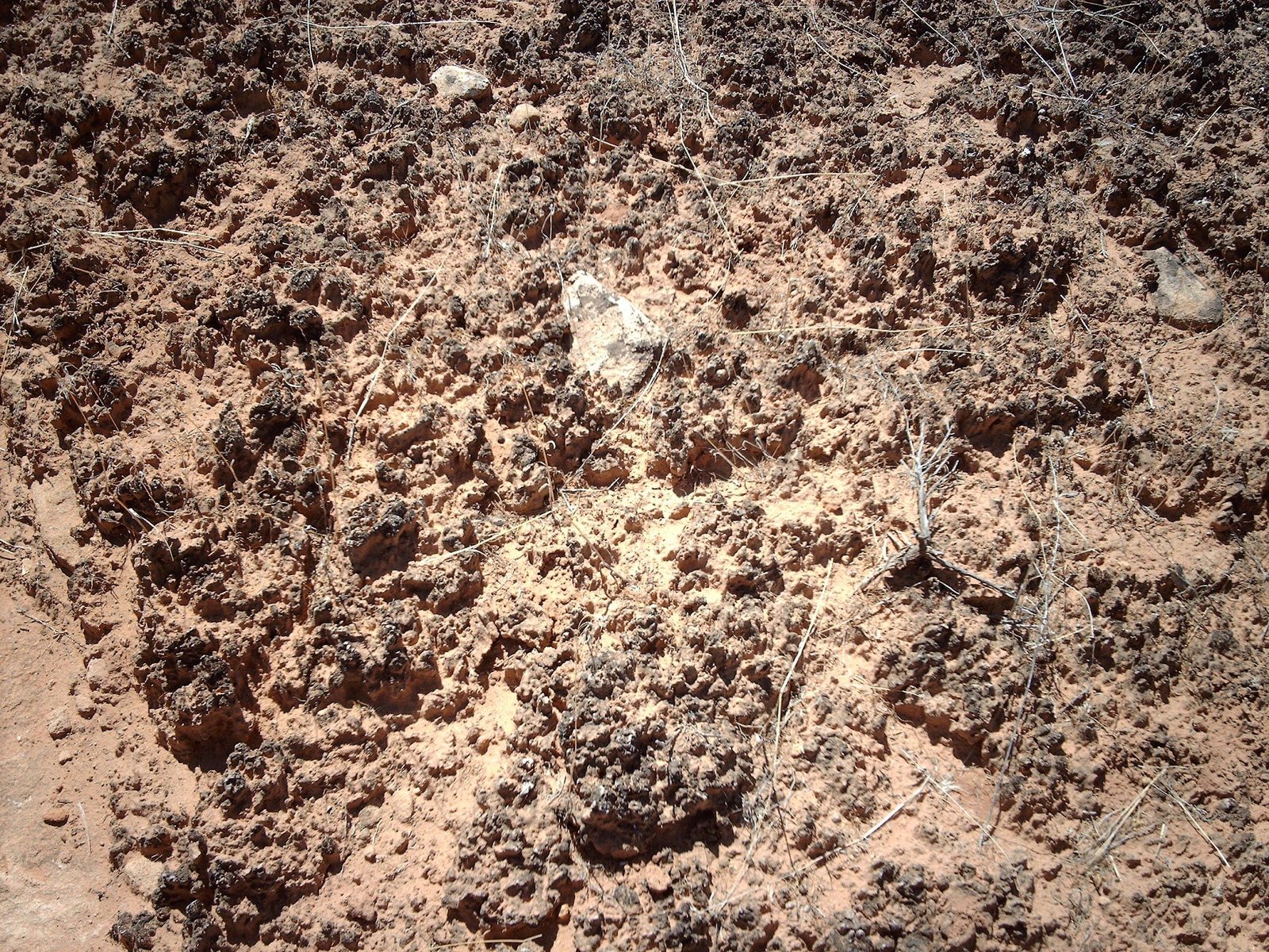 Biological soil crust