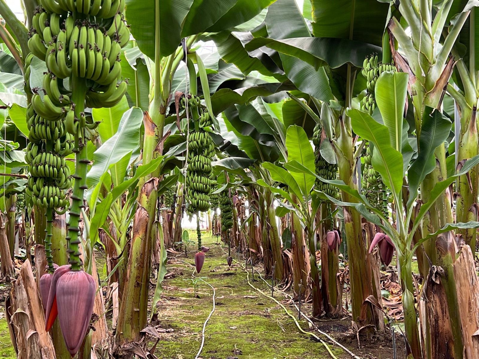Banana row in a protected planting