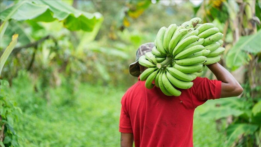 Banana bunch in a plantation