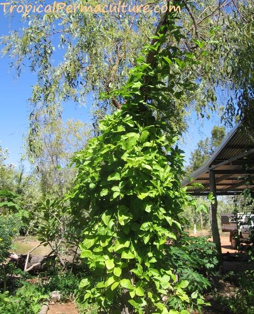 Climbing vine in a layered garden