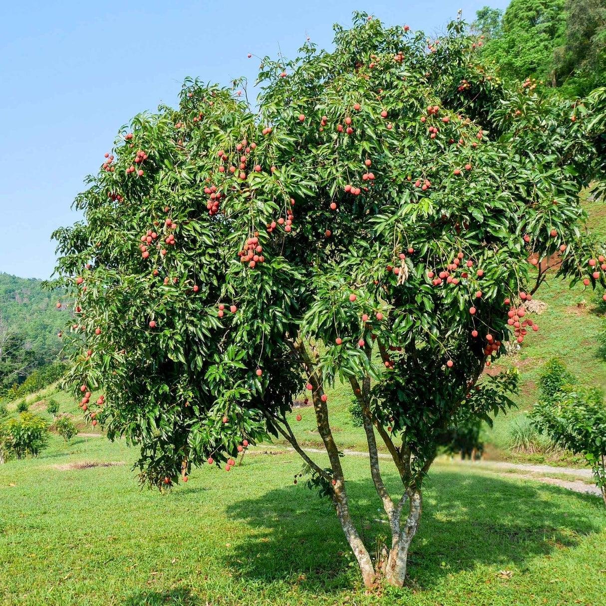 Experimental fruit tree