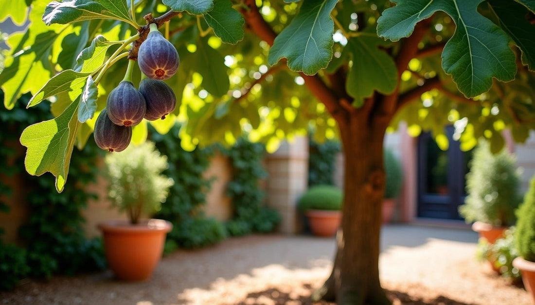 Fig tree with fruit