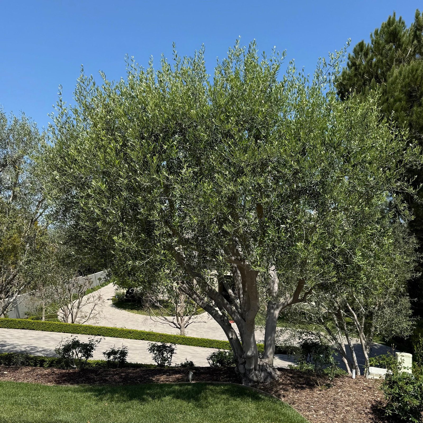 Mature olive tree in dry conditions
