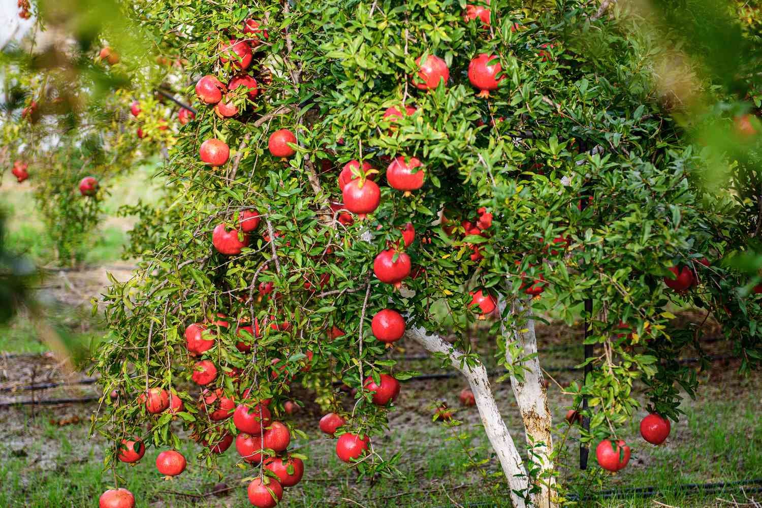 Pomegranate tree in a dry orchard
