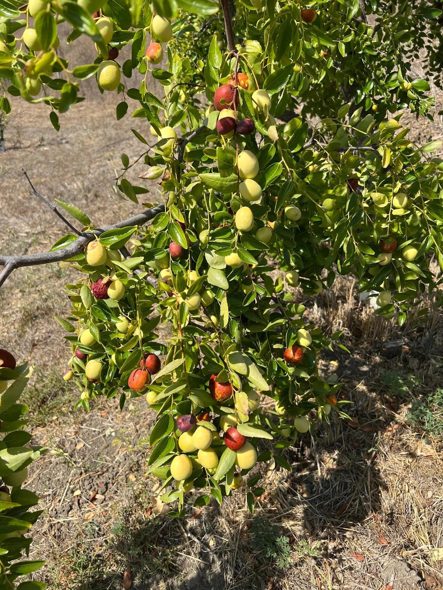 Ziziphus tree in dry conditions